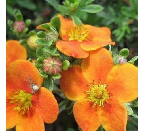 Лапчатка кустарниковая Танжерин (Tangerine) с2